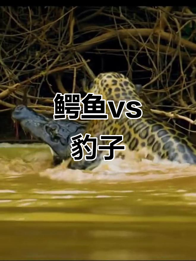 鳄鱼与豹子谁更强?动物世界大比拼