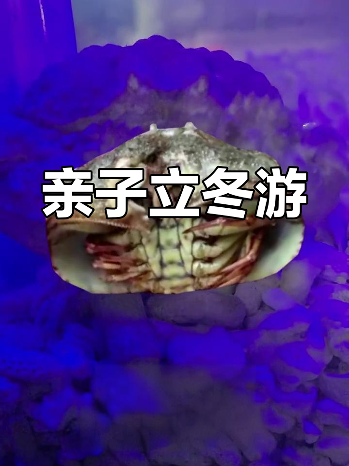 立冬吃饺子,神奇动物馒头蟹也来凑热闹
