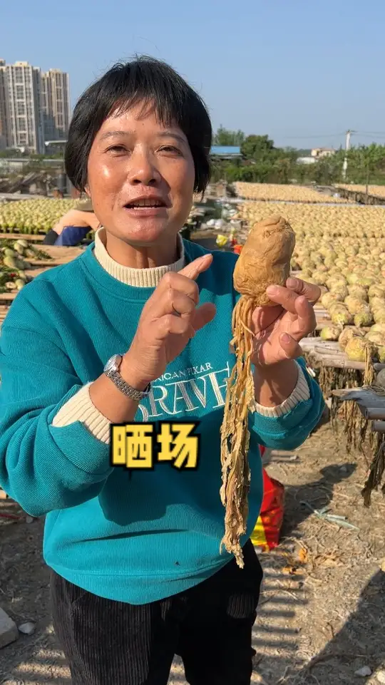 今天来到头菜晒场，你知道头菜是怎么做出来的吗？