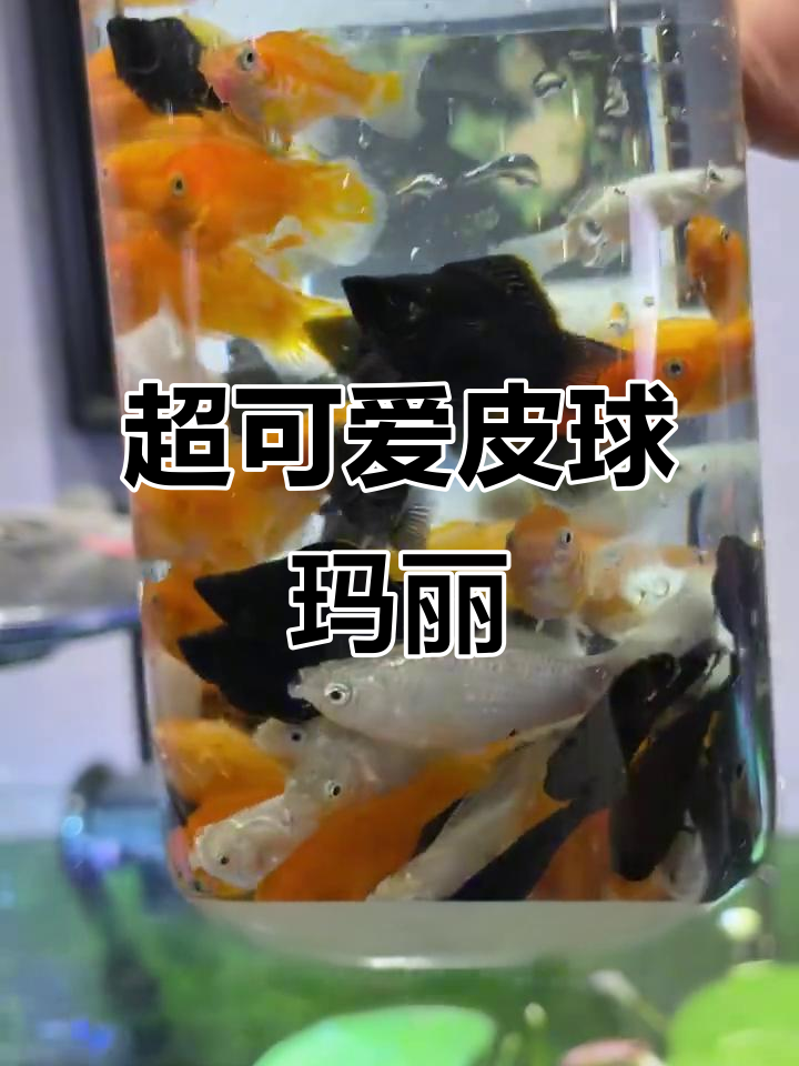 皮球玛丽鱼：超萌清洁工，帮你搞定鱼缸卫生