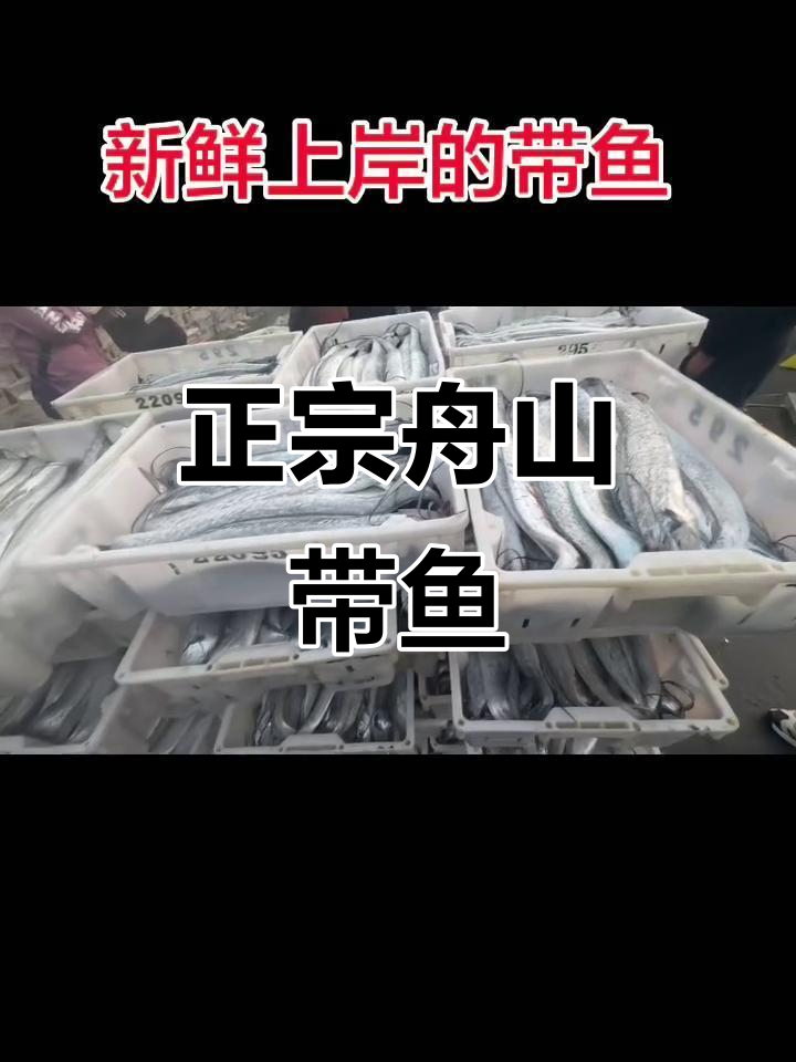 舟山带鱼新鲜出炉,品质保证,客户口碑爆棚