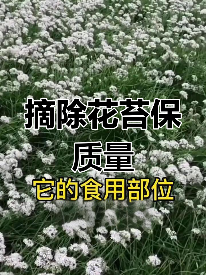 韭菜开花对产量和质量的影响