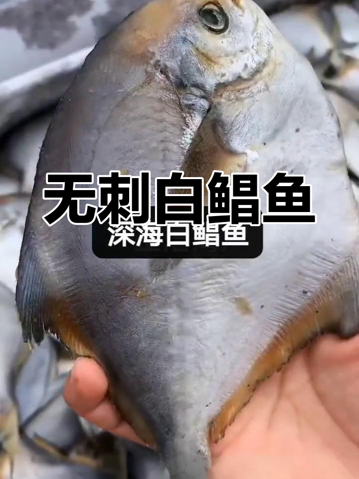 渤海湾野生白鲳鱼,肉质鲜美无刺