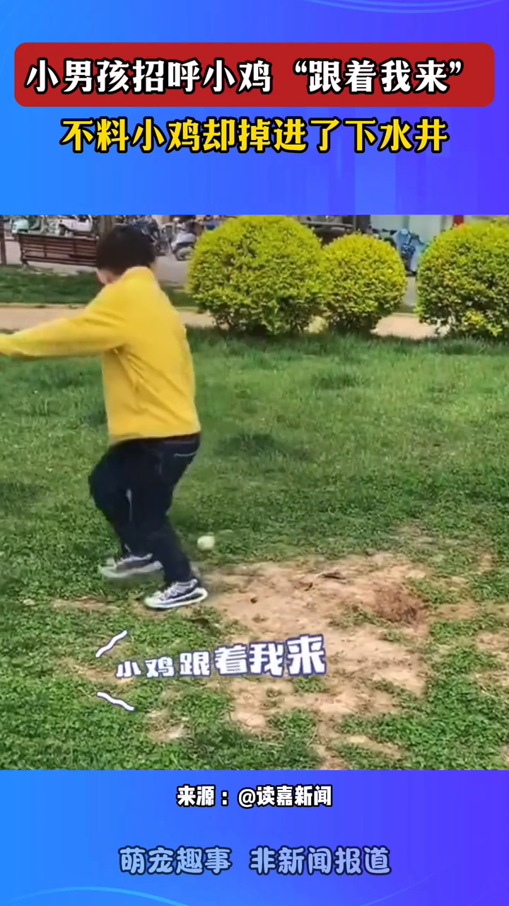 小男孩招呼小鸡“跟着我来”，不料小鸡却掉进了下水井