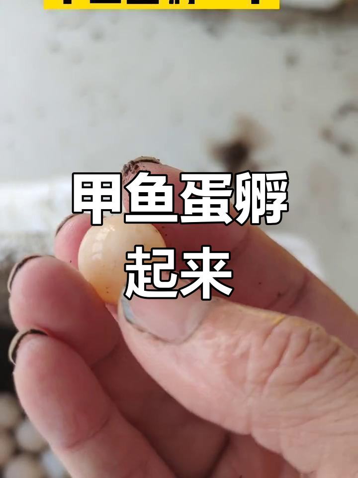 甲鱼蛋孵化过程,期待小生命破壳而出