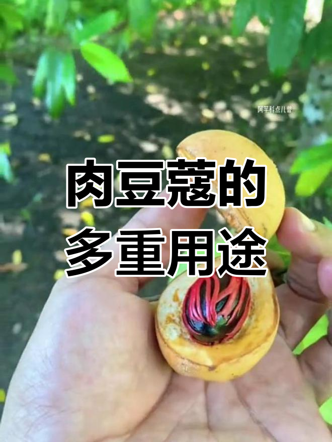 肉豆蔻:香料与水果的奇妙结合