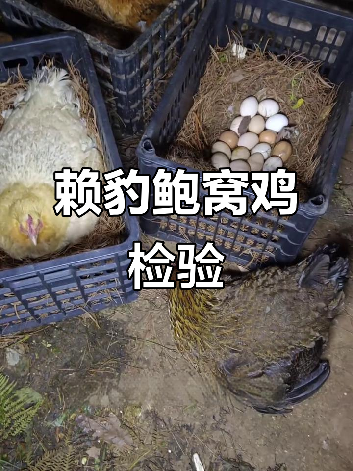 耐爆型抱窝母鸡大揭秘,看看它们如何趴在地上半天不动