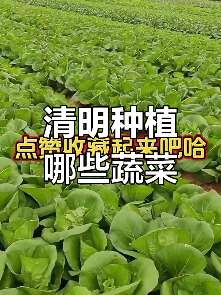 清明前后适合种什么蔬菜?叶菜、豆角到茄果全攻略