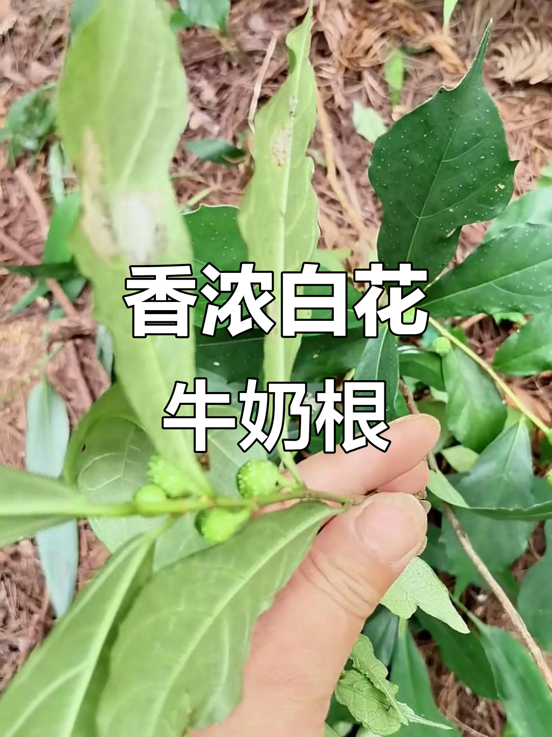 白花牛奶根:母鸡最爱的炖汤材料,香气扑鼻如五指毛桃