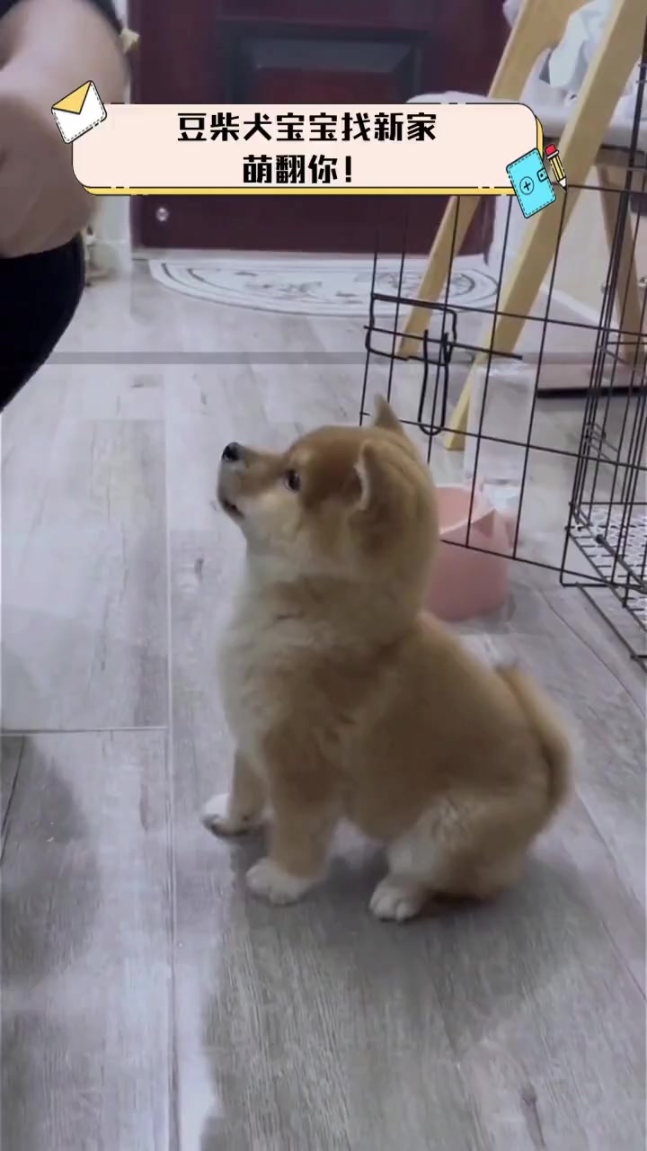 豆柴犬宝宝找新家,萌翻你!