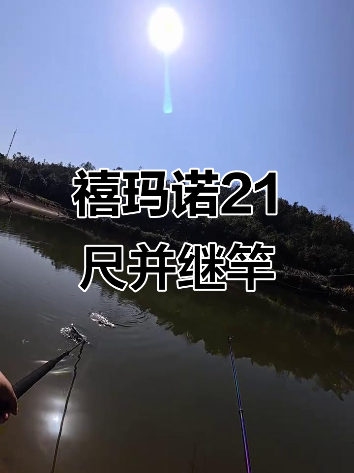 禧玛诺21尺并继竿,完美钓鲫工具