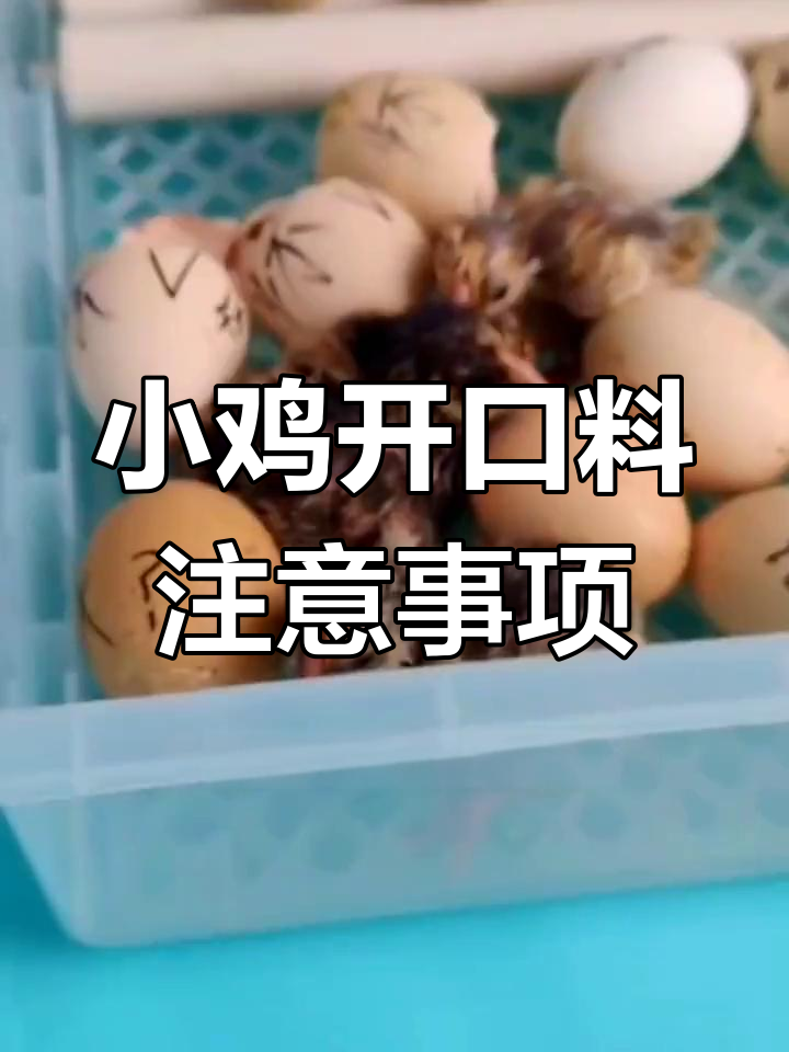 小鸡出壳后如何喂养