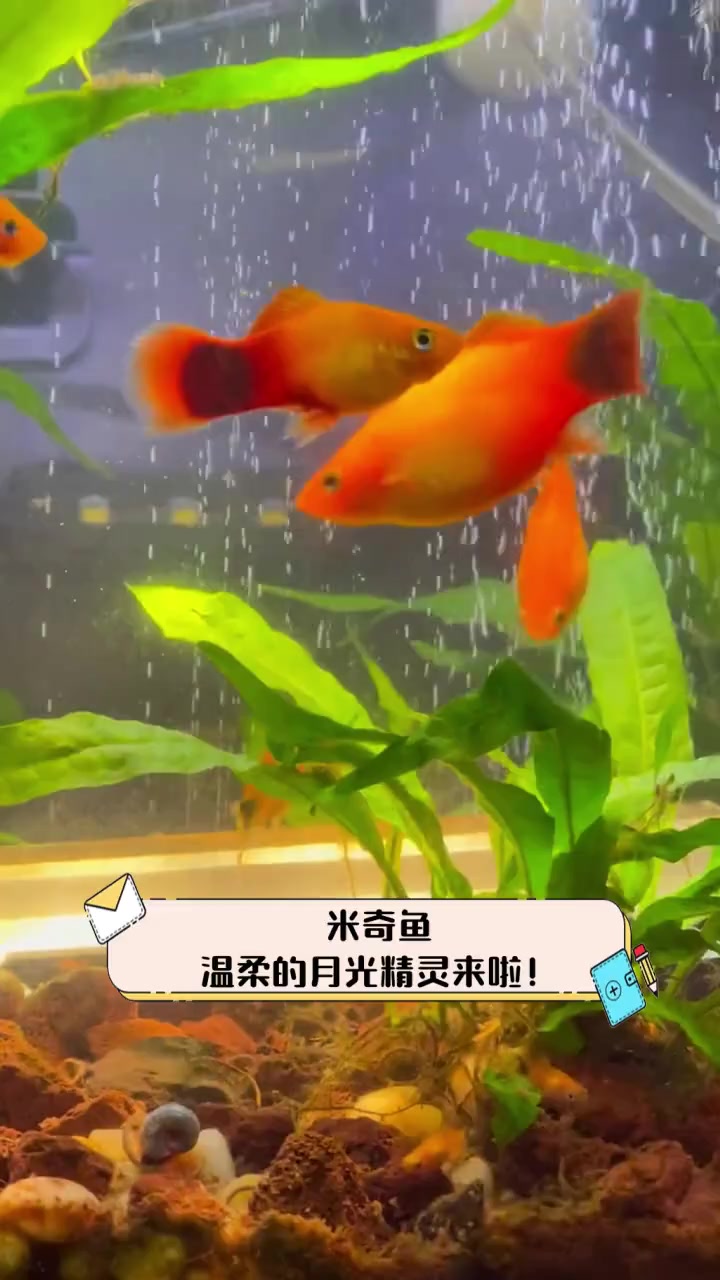 米奇鱼,温柔的月光精灵来啦!
