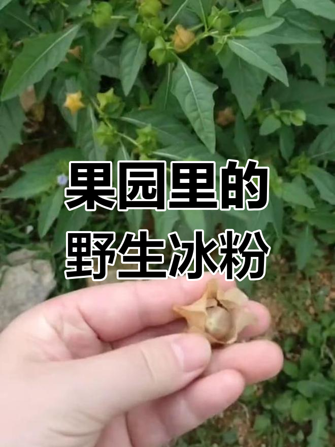 每天搓冰粉,果树地里竟长出这么多树
