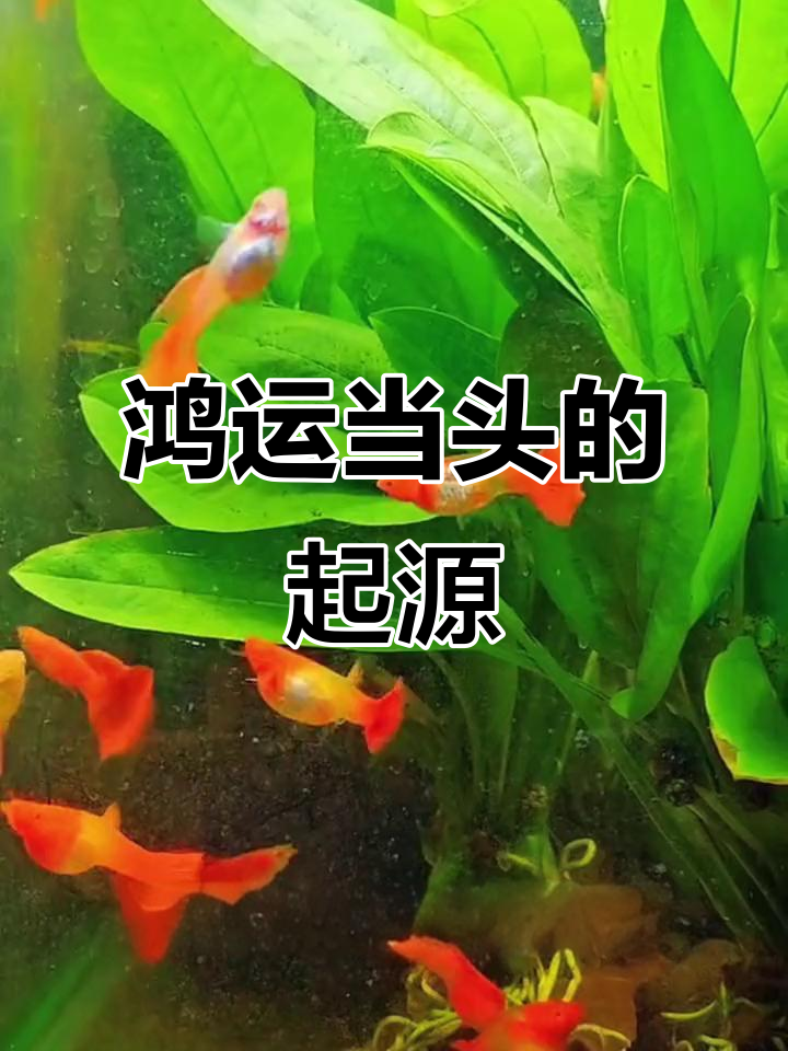 鸿运当头孔雀鱼是改良品种?大胆猜测揭秘