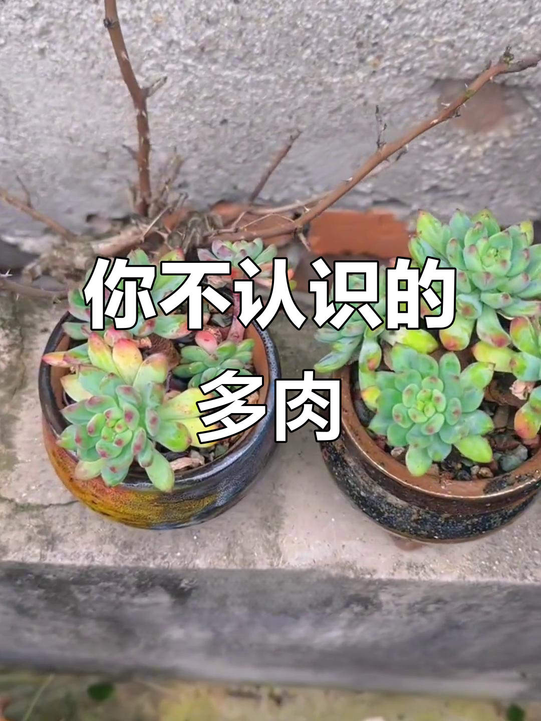 你能认出这些多肉植物吗?红宝石、岫岩三蓝等都在其中