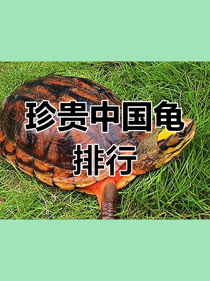 中国十大珍稀乌龟品种