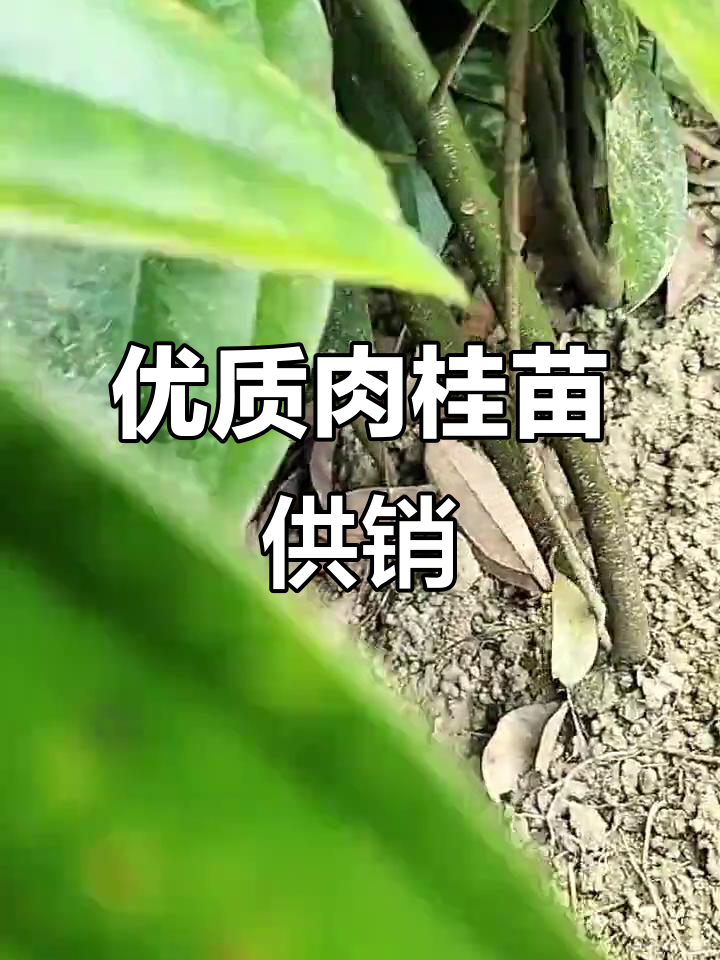 肉桂苗大量供应,品质优良
