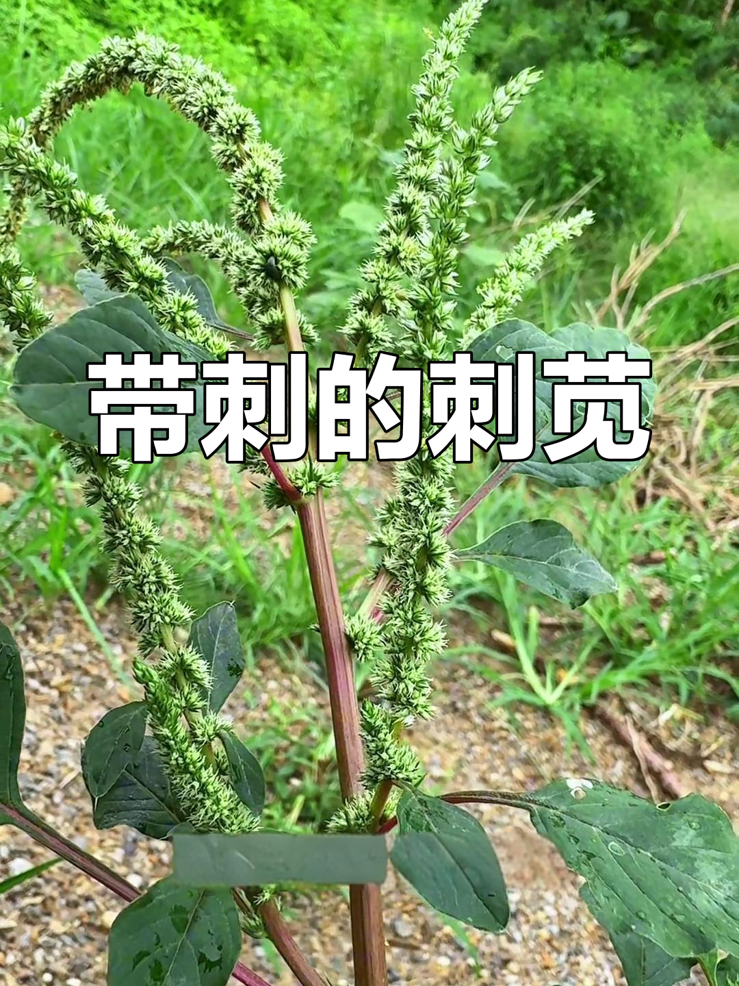 刺苋:这种带刺植物你了解吗?