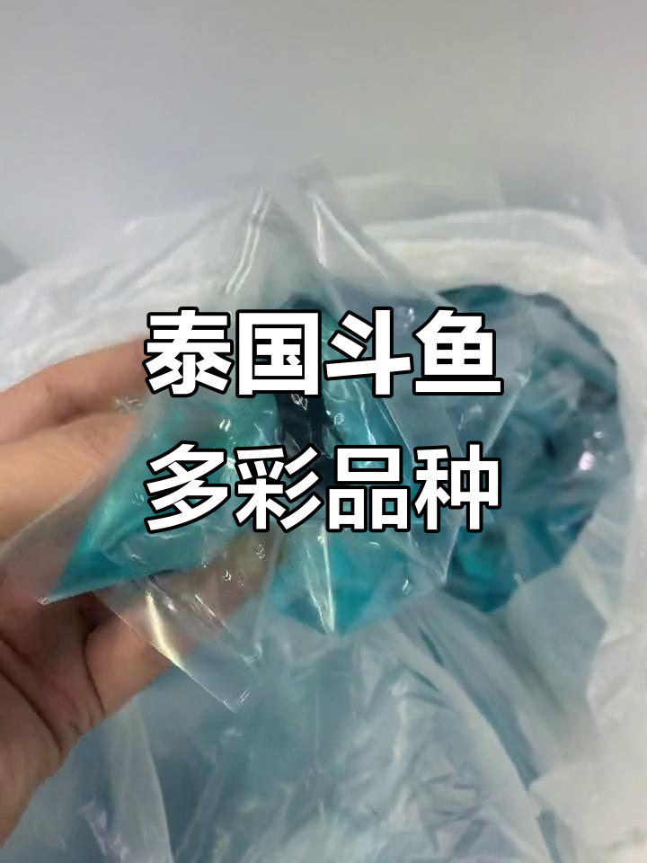 泰国斗鱼品种大揭秘:双尾、青花、黄金等全解析