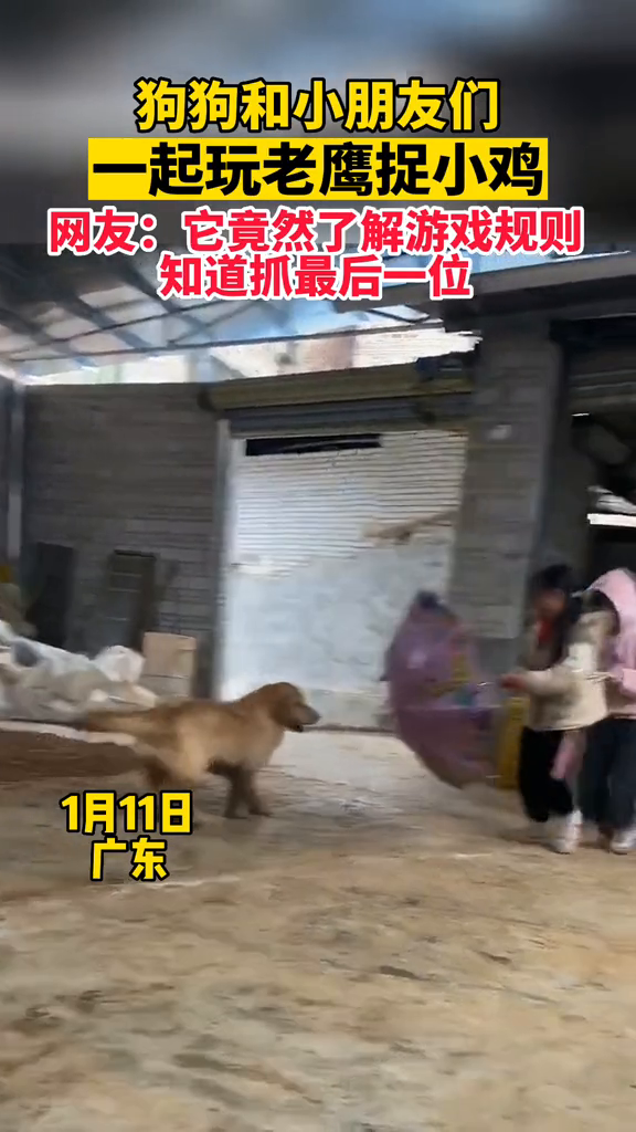 狗狗和小朋友们一起玩老鹰捉小鸡,网友:它竟然了解游戏规则