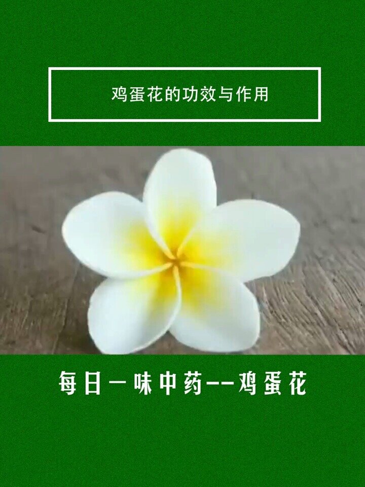 每日一味中药:鸡蛋花的功效与作用