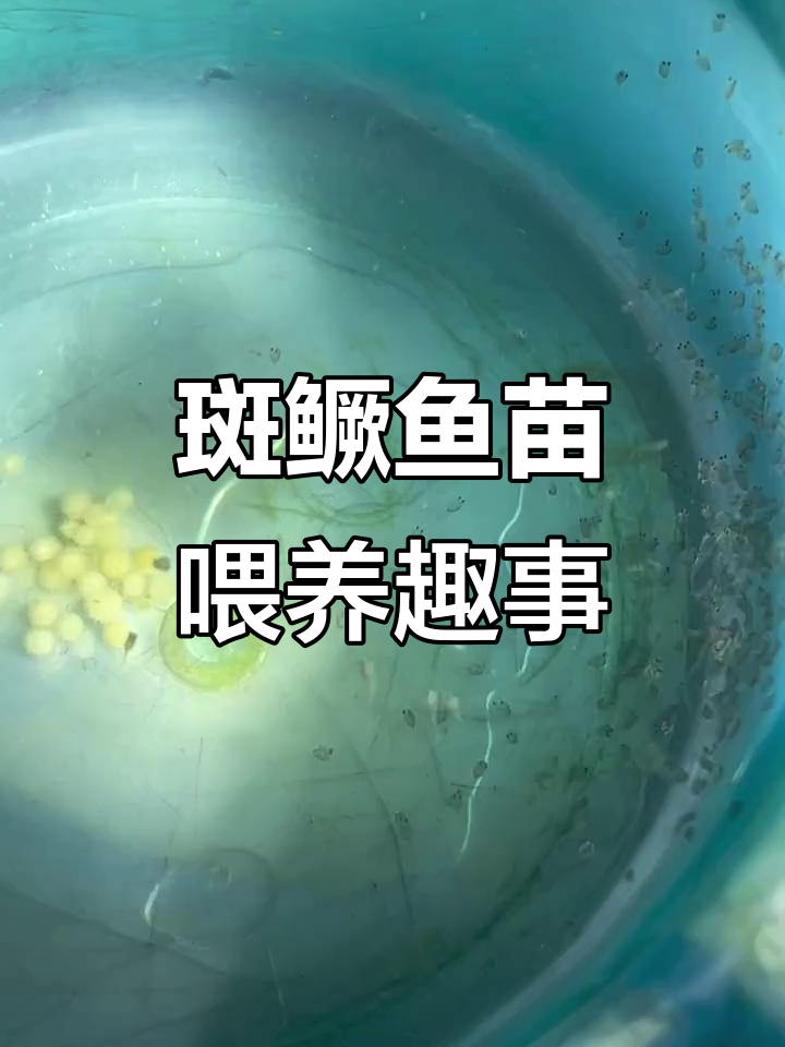 斑鳜鱼苗开口喂食，水花拖尾像蚂蚁一样有趣