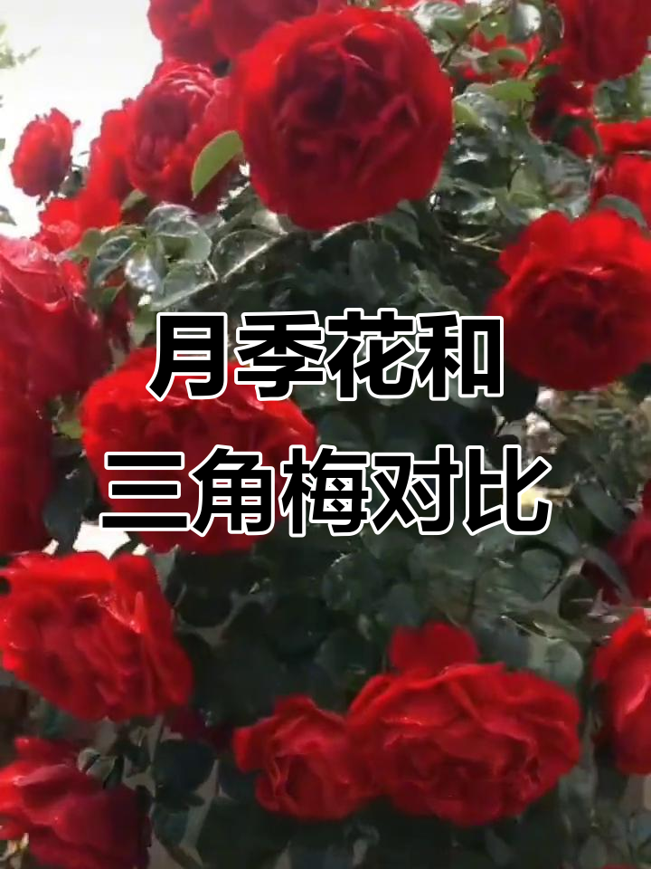 爬藤月季蒂娜与重瓣粉红三角梅的优缺点分析,你了解吗?