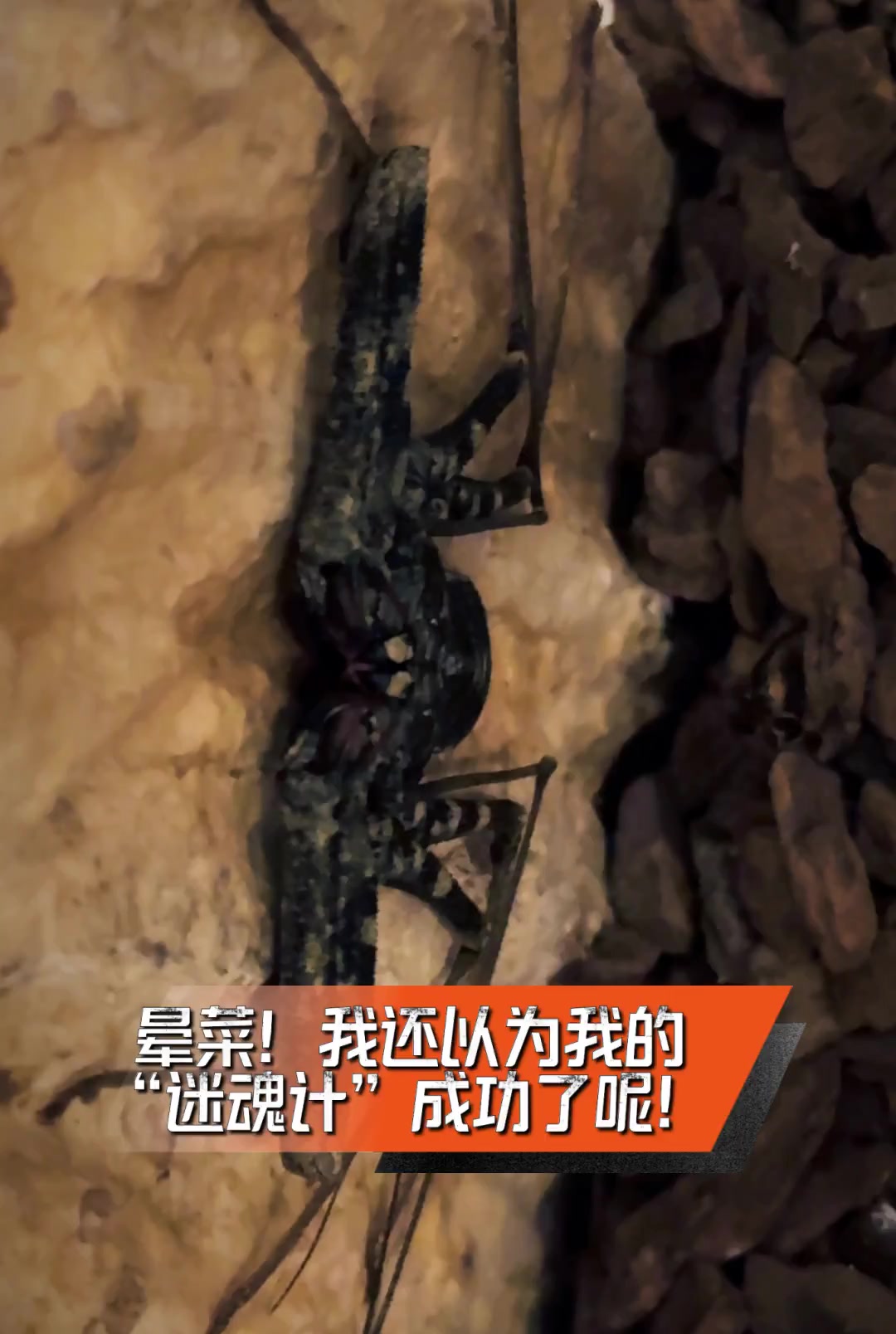 晕菜!我还以为我的“迷魂计”成功了呢!