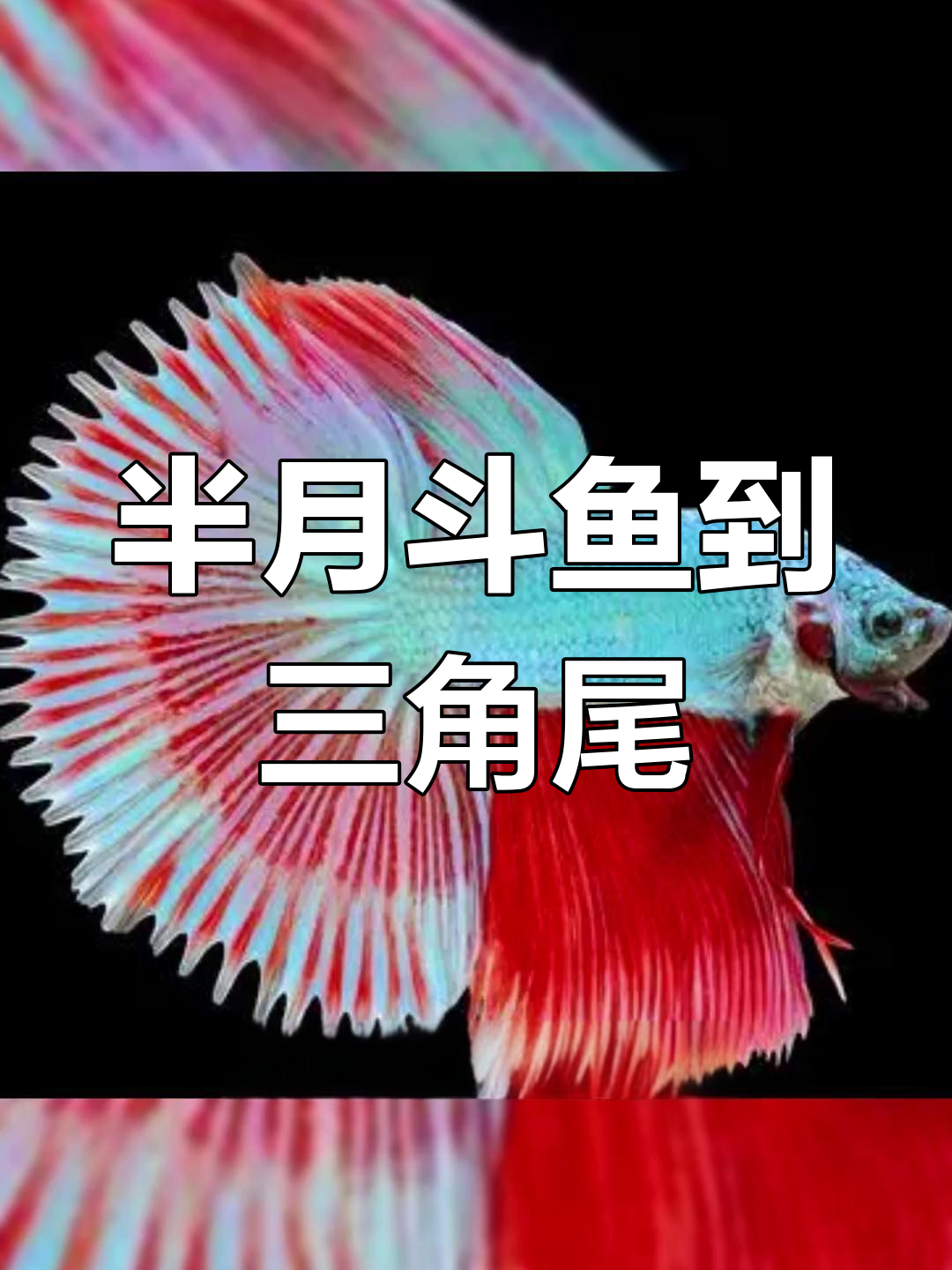 12种斗鱼种类大揭秘