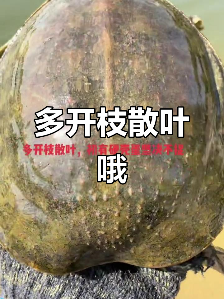 母鱼饿得不行,希望你能好好照顾它