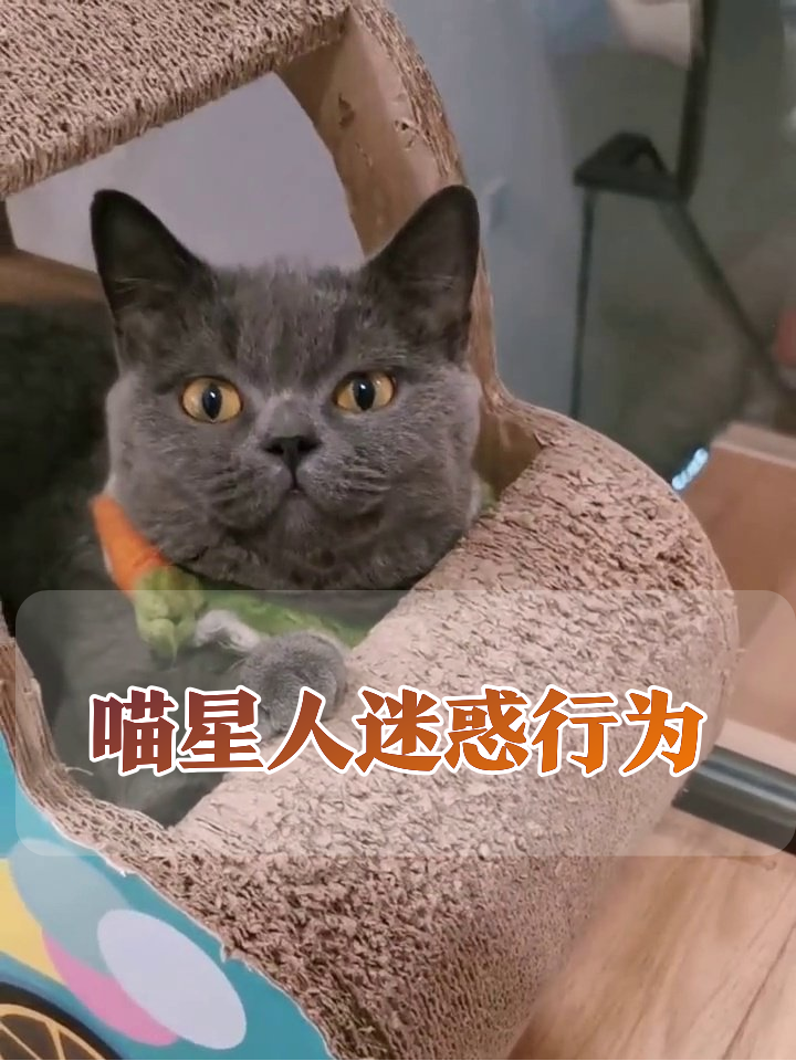 虎斑猫躲柱子后装隐身,蓝猫躺卡通车里摆大佬pose萌翻