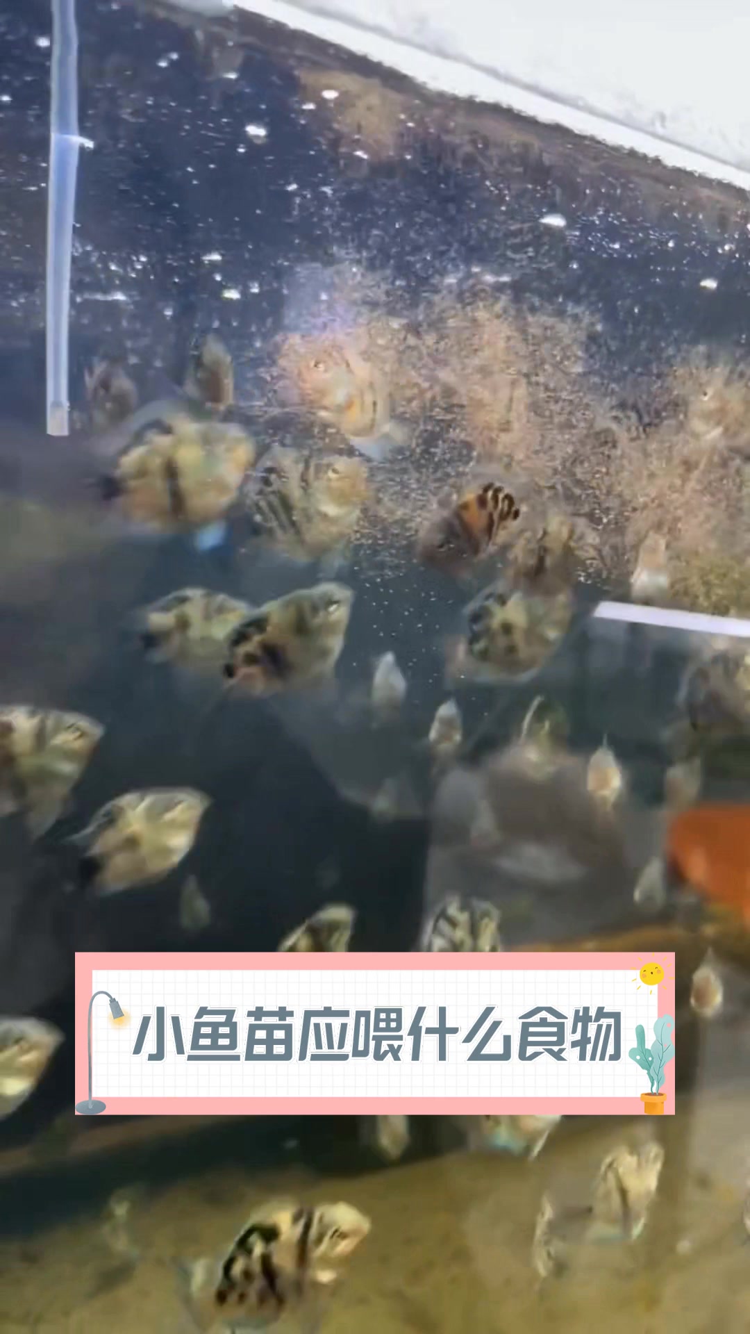 小鱼苗应喂什么食物