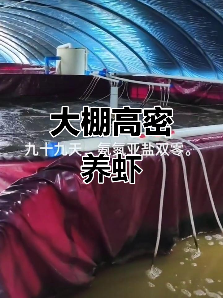 高密度大棚养殖南美白对虾,帆布鱼池助力高效生产