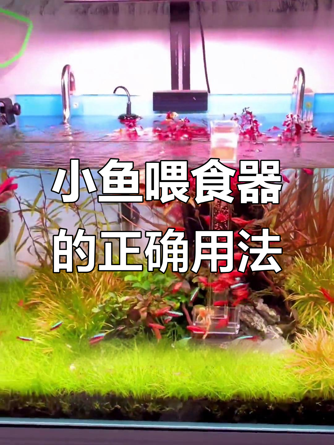 如何使用小鱼喂食器,避免鱼缸乱飞?