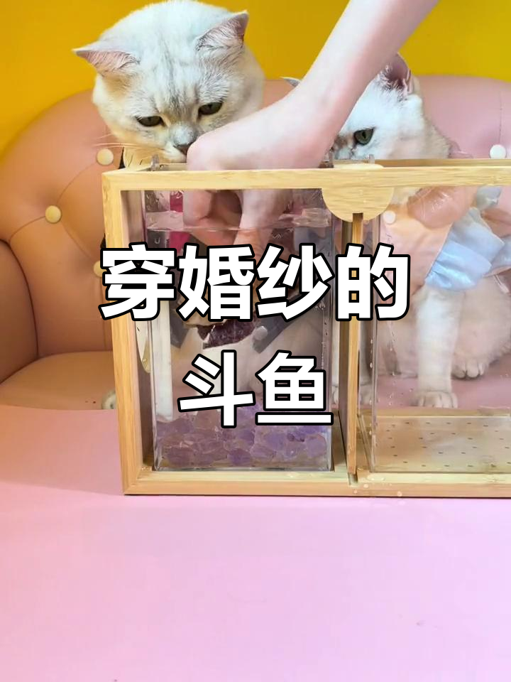 穿上婚纱的斗鱼,美得惊艳