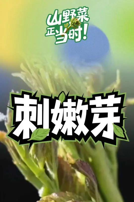山野菜正当时丨刺嫩芽