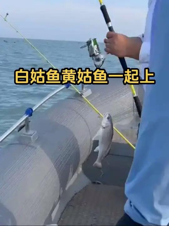 白姑鱼黄姑鱼一起上!今年钓黄姑鱼季刚开始不久,白姑鱼就来了