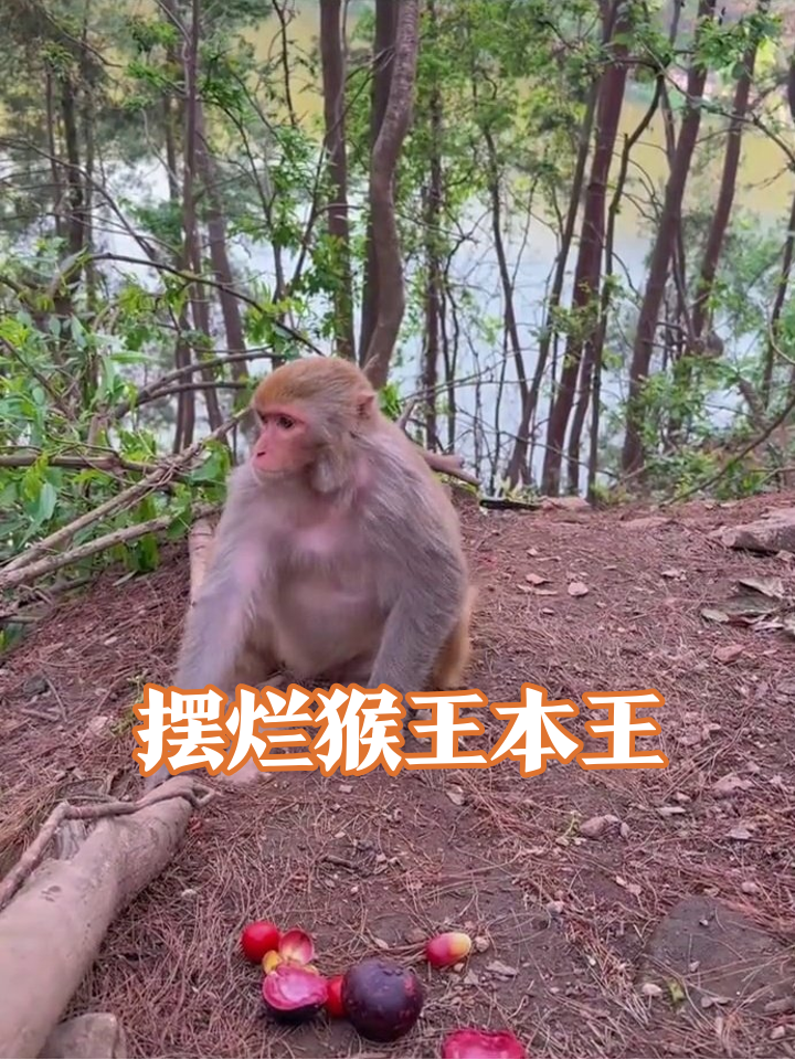 猴哥沉浸式摸鱼现场,这表情像极了下班前的你!