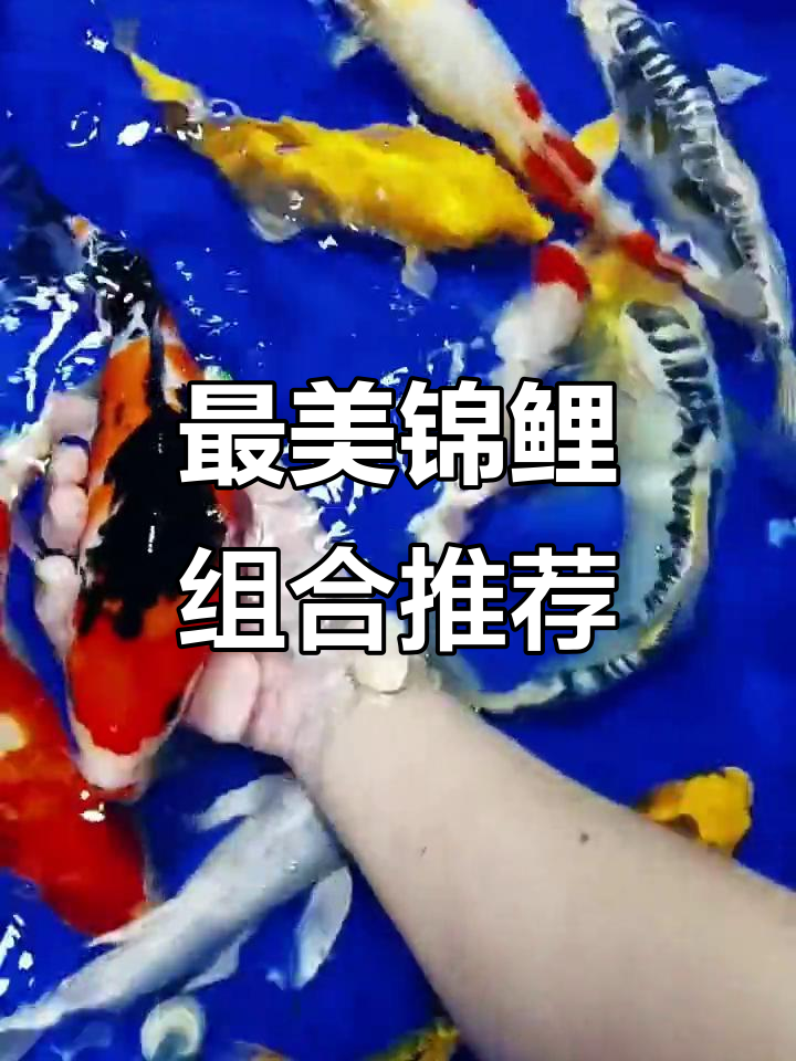 锦鲤搭配指南:九条超美组合,打造完美水族世界