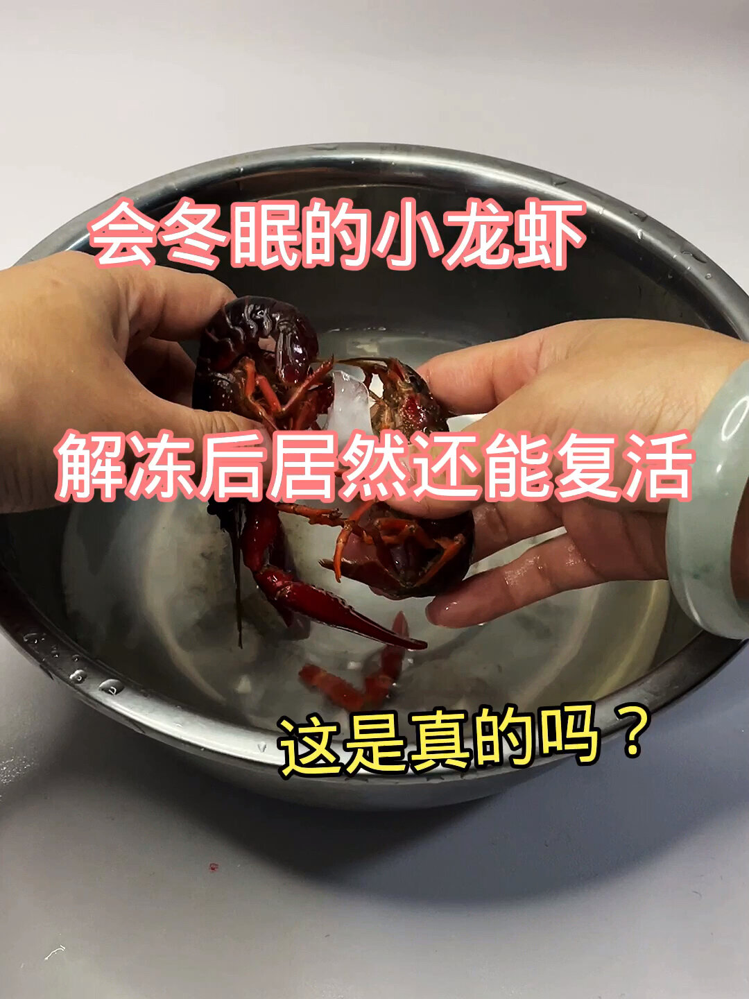 会冬眠的小龙虾