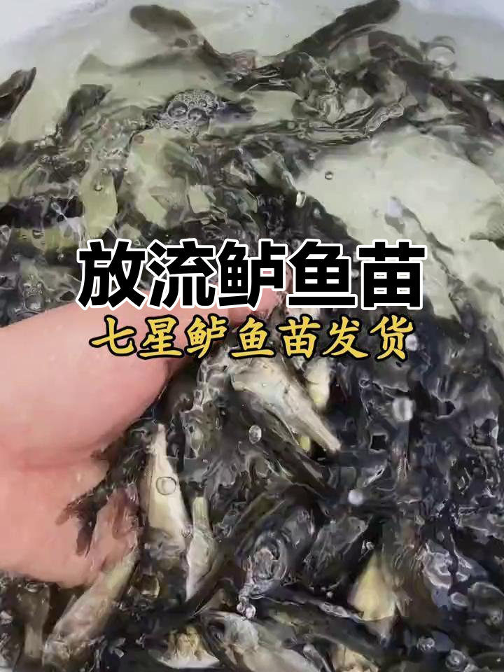 淡水鲈鱼苗放流，资源更丰富