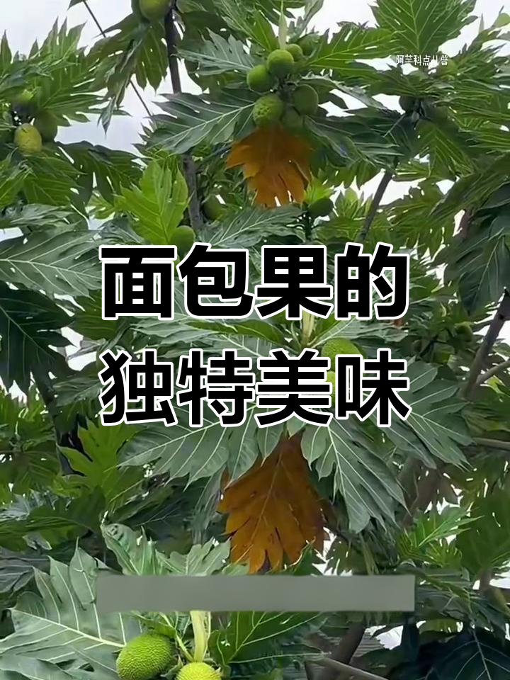 面包树上的“菠萝蜜”味道,你尝过吗?