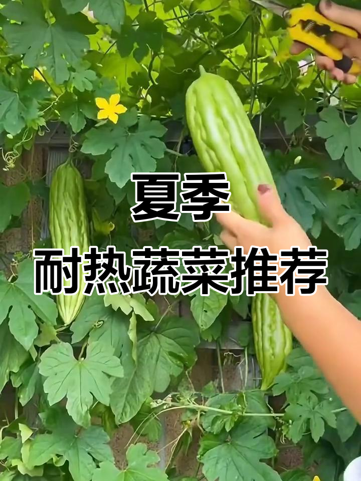 立夏后最适合种的耐热蔬菜,轻松搞定!