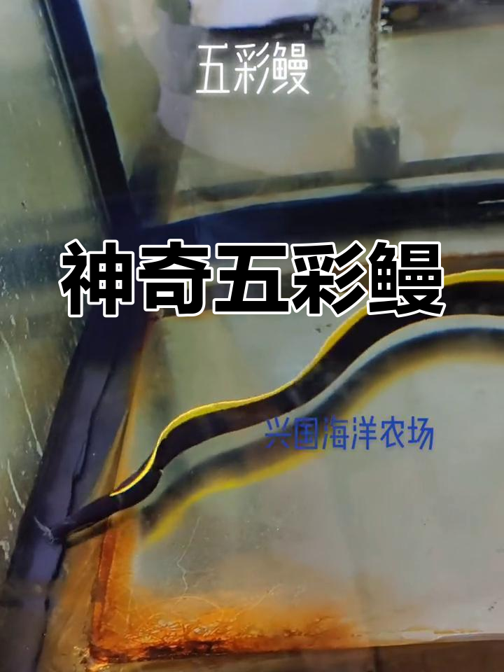 五彩鳗:海洋中的美丽舞者