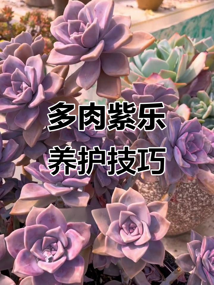 紫乐多肉:澳大利亚独特品种,耐寒耐热,养护全攻略