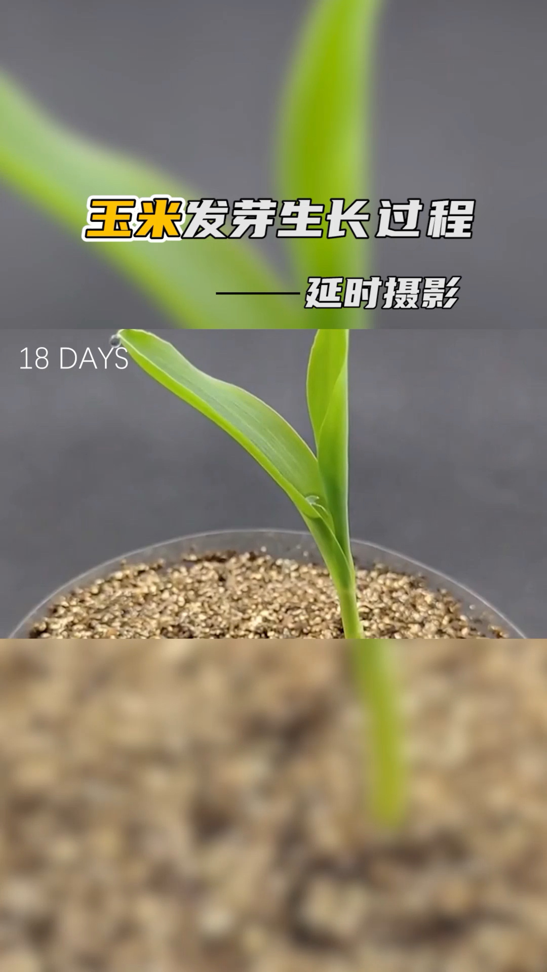 记录一颗玉米种子发芽生长过程,破土而出