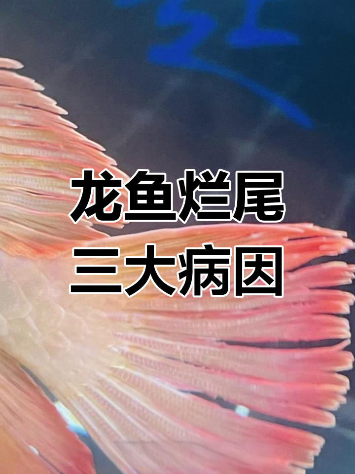 观赏鱼烂尾原因分析:细菌、寄生虫与打架伤害