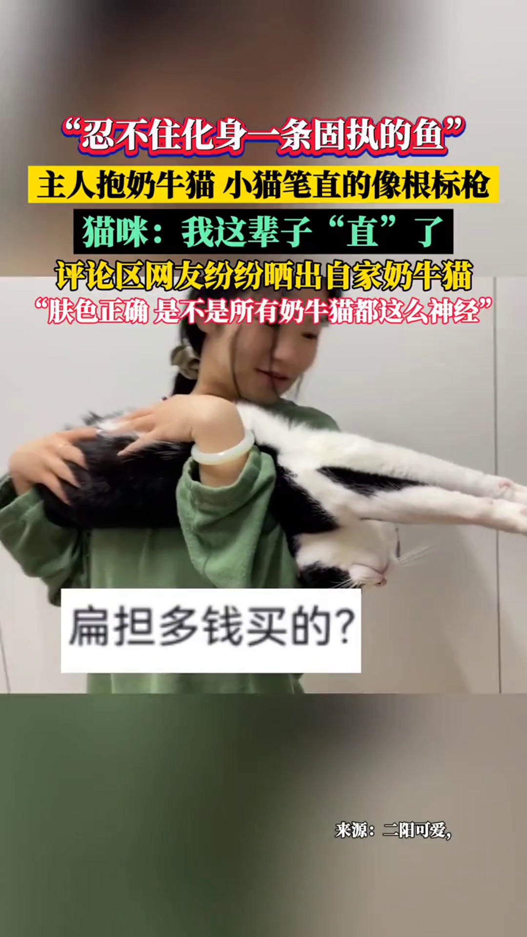 “忍不住化身一条固执的鱼”主人抱着奶牛猫 小猫笔直的像根标枪,评论区网友纷纷晒出自家奶牛猫