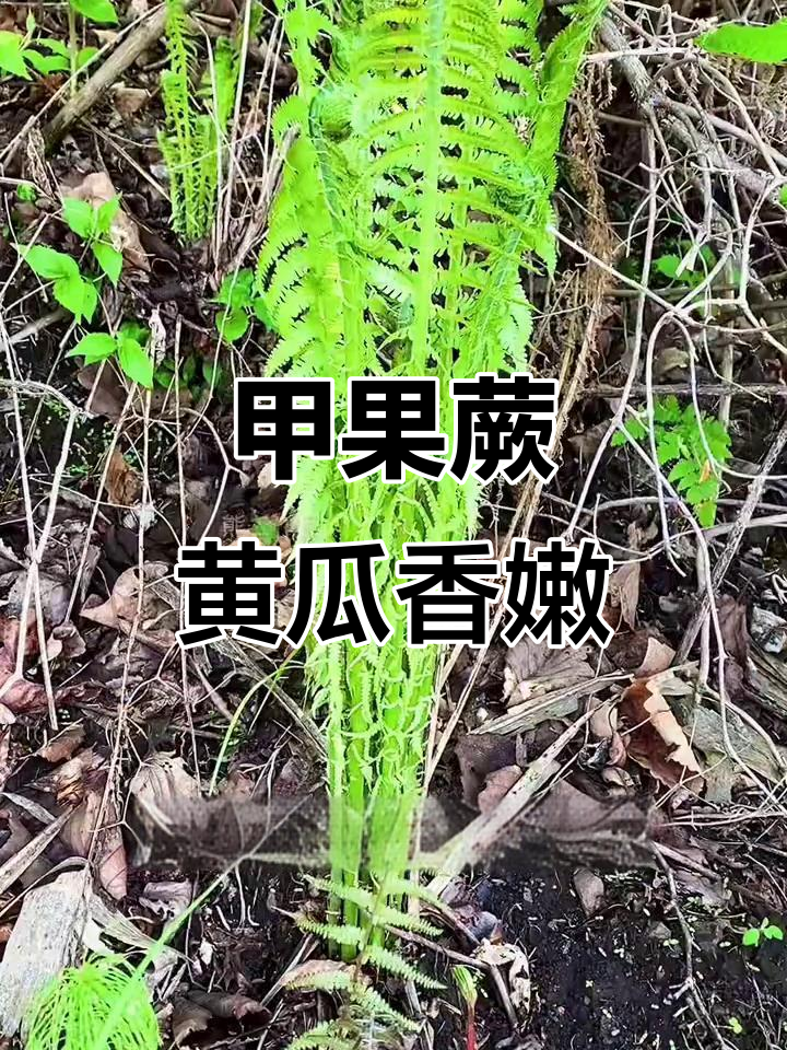 广东菜甲果蕨：美味与观赏两不误的神奇植物